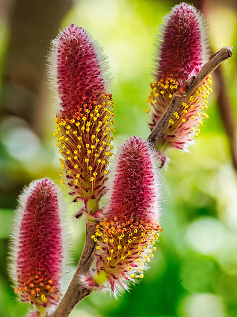 写真: ピンクネコヤナギの花