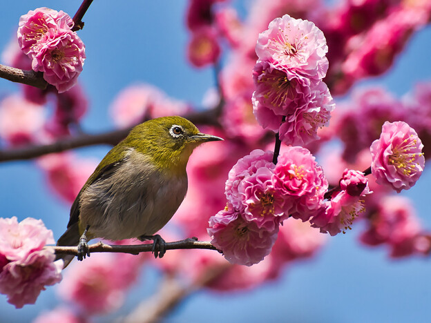 写真: 桜と梅の次は