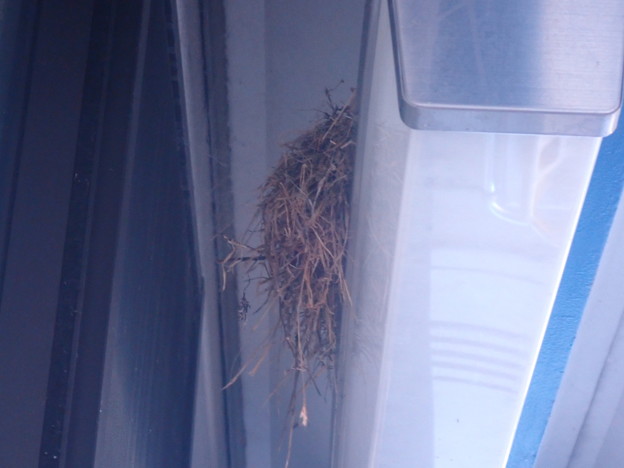 写真: 競艇場のハクセキレイの巣 (1)