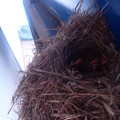 写真: 競艇場のハクセキレイの巣 (3)