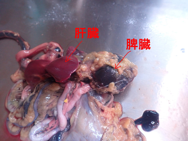 写真: 黒ピヨの解剖 (8)