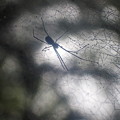 写真: 3次元蜘蛛 (1)
