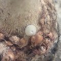 写真: オオミドリシジミの卵（ 八風） (1)