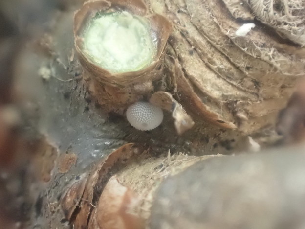 写真: キリシマミドリシジミの卵（石榑峠） (2)