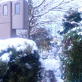 写真: 久し振りの大雪 (12)