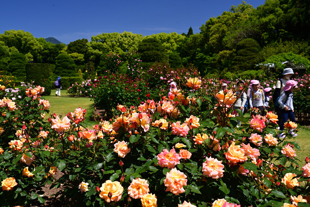 230509京都植物園17Anne