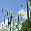 写真: ウマノアシガタの花