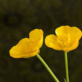 写真: 黄色い花の山野草