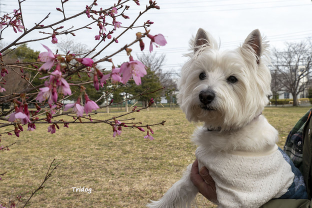 写真: オカメ桜とはな