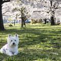写真: 桜の木の下で