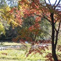 水生植物園の紅葉