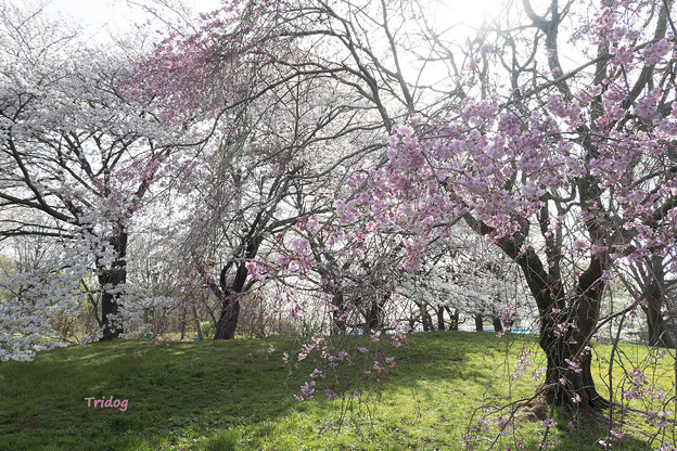 写真: 桜咲く