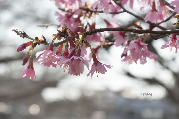 3月10日のオカメ桜