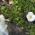 写真: 地面に咲いた椿