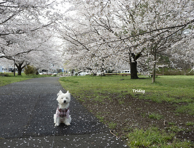 Photos: 桜とはな