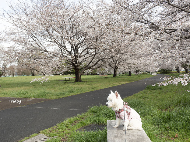 Photos: はなと桜