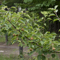 写真: 植物園の梨の実