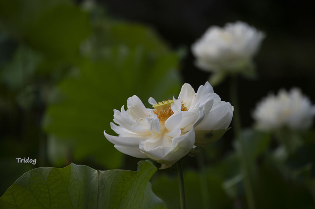 写真: 白いハスの花