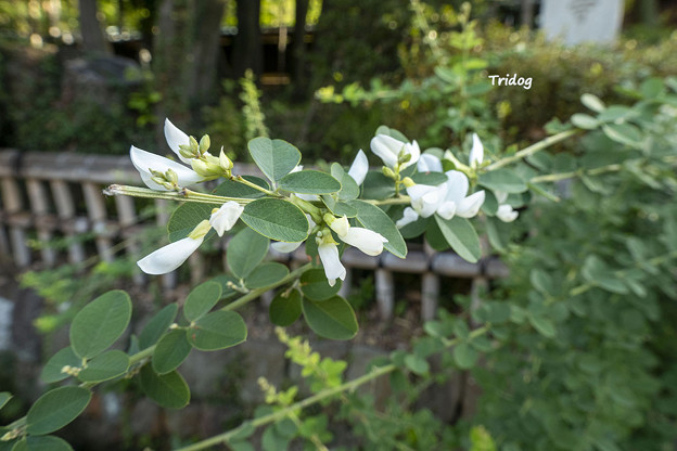 写真: 白い萩の花