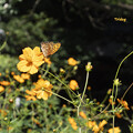 写真: キバナコスモスと蝶