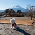 写真: 富士山とはな