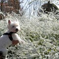 写真: 白い花と白犬