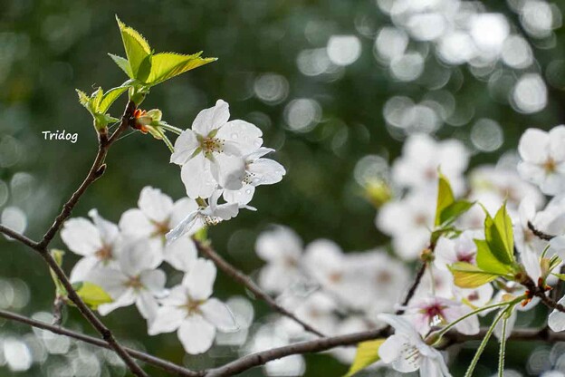 写真: 桜を楽しむ