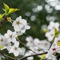 写真: 桜を楽しむ