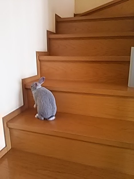 写真: 初めての階段１