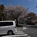写真: 2021/04/03・・・桜吹雪No01