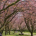 写真: 2021/04/11・・・満開の八重桜No02