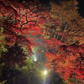 Photos: 2022/11/19・・・紅葉ライトアップNo07
