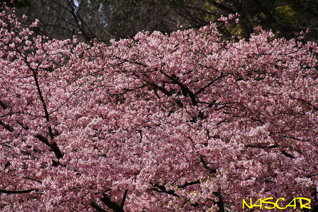 写真: カワヅザクラ（河津桜）　満開　06032022