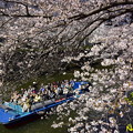 写真: 目黒川お花見クルーズ　27032022