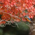 写真: 紅葉カワセミ