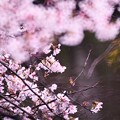 写真: 桜始まる