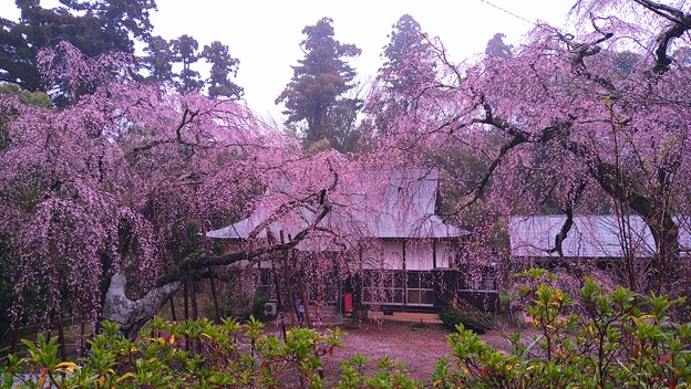写真: 福星寺の枝垂れ桜