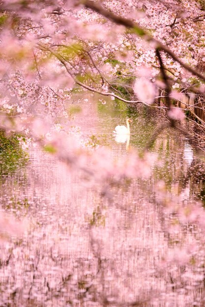 写真: 桜に
