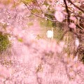 写真: 桜に