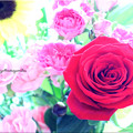 写真: Bouquet-of-roses