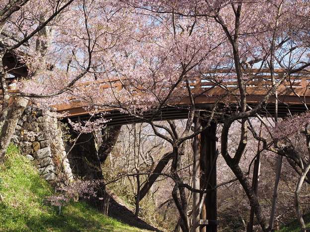 写真: 高遠城址公園の桜