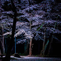 写真: 夜桜2＠近所の神社