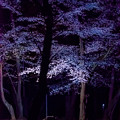 写真: 夜桜3＠近所の神社