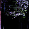 写真: 夜桜4＠近所の神社