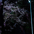 写真: 夜桜5＠近所の神社