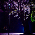 写真: 夜桜6＠近所の神社