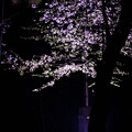 写真: 夜桜7＠近所の神社