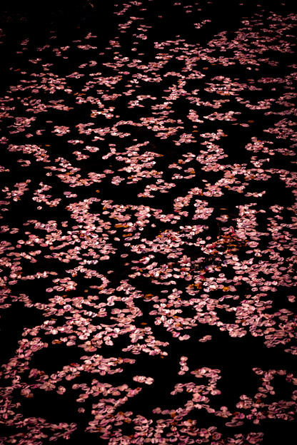 桜2＠元荒川の桜並木