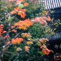 写真: 泉岳寺