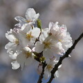 写真: 金崎の桜３